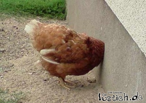 Kopf gegen die Wand Bild - lustich.de