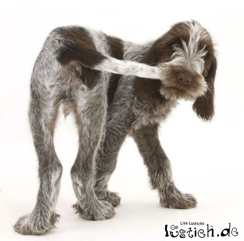 Sprichwörtlicher Hund Bild lustich.de