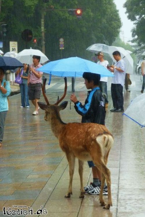 Reh im Regen