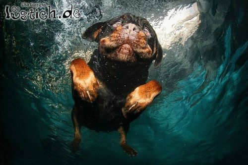 Hund springt ins Wasser Bild lustich.de