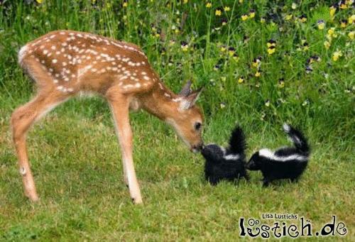 bambi bild lustich de cute powerpoints