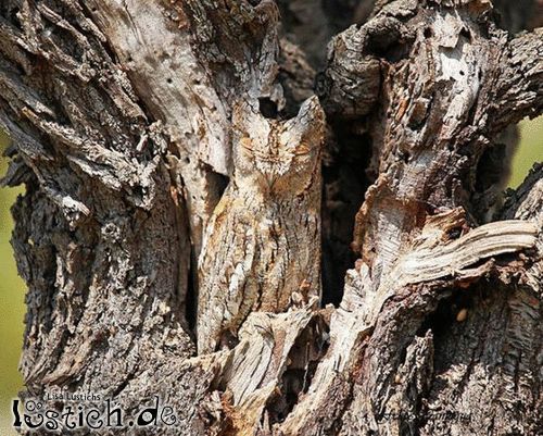 Versteckt Versteckt