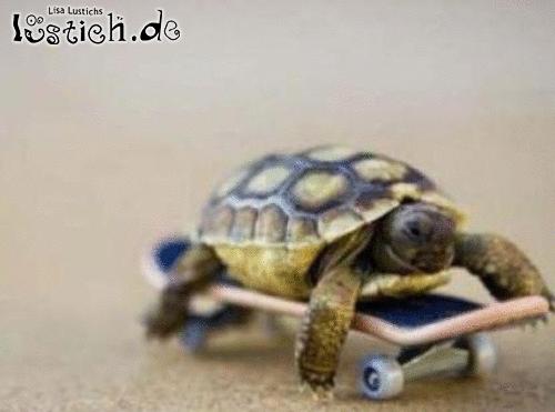 Schildkröte Bild - lustich.de