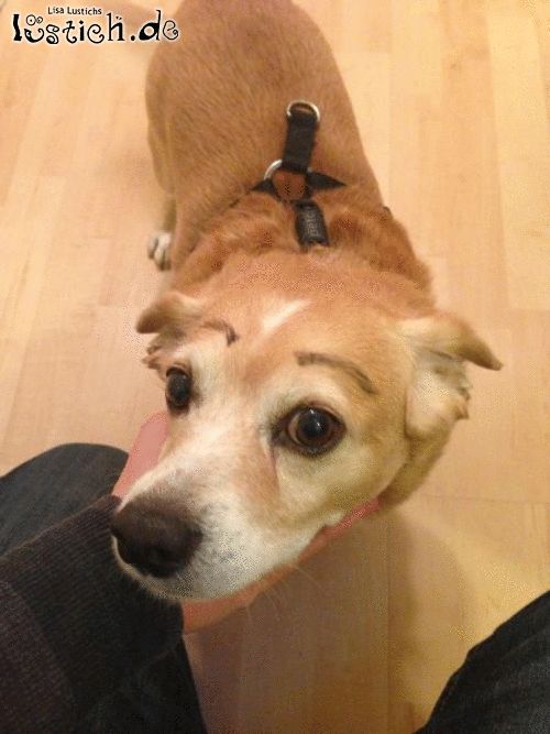 Hund mit Augenbrauen Bild lustich.de