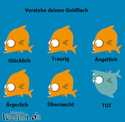 Goldfischverstehen Bild lustich.de