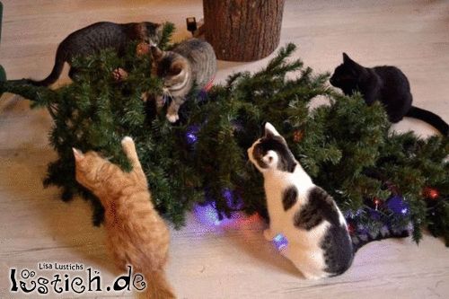 Katzen zu Weihnachten Bild lustich.de