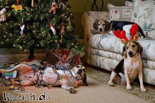 Hunde lieben Weihnachten Bild - lustich.de