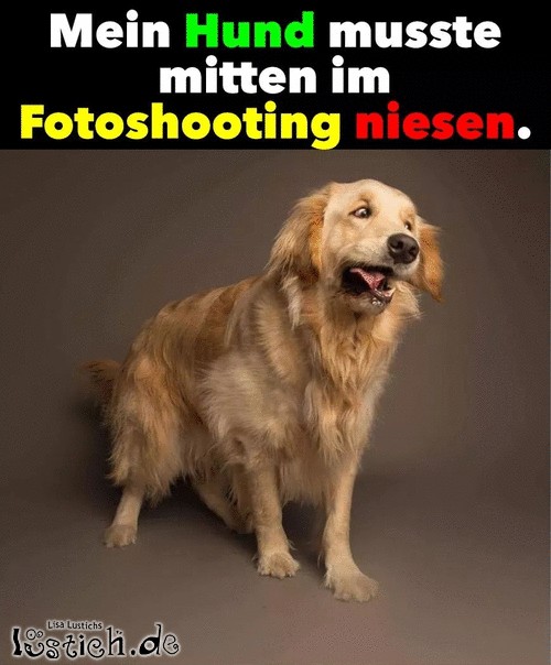Niesen während Fotoaufnahme Bild lustich.de