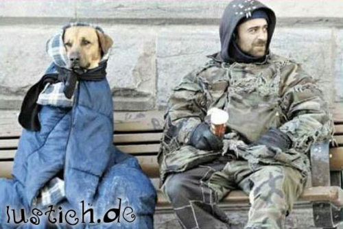 Obdachloser Hund Obdachloser Hund