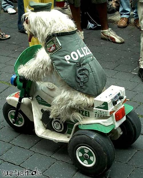 Polizeihund
