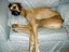 Schlafender Hund