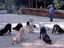 Gedrillte Hunde