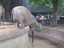 Mutiger Elefant