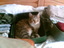 Katze im Koffer