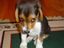 Unschuldig guckender Hund