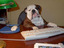Hundeboss