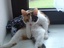 Chillout-Katze