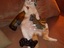 Sofa-Katze