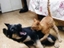Katze greift Hund an