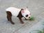 Pandahund