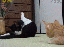 Ticken (gif)