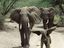 Fliegender Dumbo