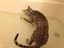 Katze das Baden schmackhaft machen