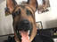 Polizeihund