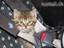 Angeschnallte Katze