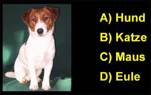 tierquiz tierquiz