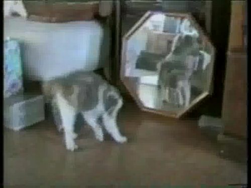 Lustige Katzen Video Lustichde