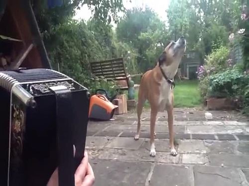 Singender Hund Video lustich.de