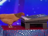 Huhn bei einer Talentshow