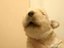 Babyhund